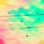 a picture of birds on powerlines with a blue sky and pink tinged clouds