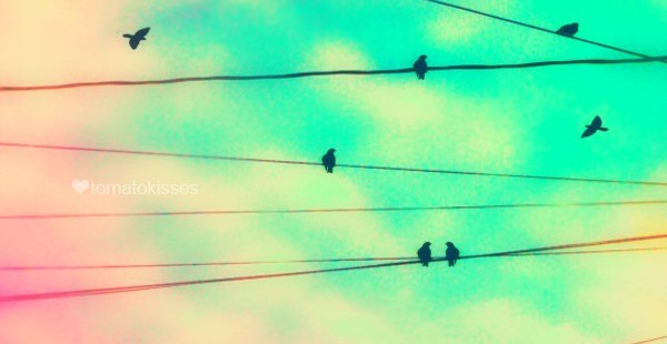 a picture of birds on powerlines with a blue sky and pink tinged clouds